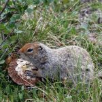 Lemming de animale (50 fotografii) în care zonă trăiește rozătoarele, unde trăiește animalul forestier