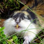 Lemming de animale (50 fotografii) în care zonă trăiește rozătoarele, unde trăiește animalul forestier