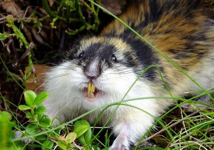 Lemming de animale (50 fotografii) în care zonă trăiește rozătoarele, unde trăiește animalul forestier