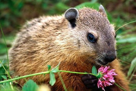 Lemming de animale (50 fotografii) în care zonă trăiește rozătoarele, unde trăiește animalul forestier