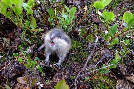 Lemming de animale (50 fotografii) în care zonă trăiește rozătoarele, unde trăiește animalul forestier