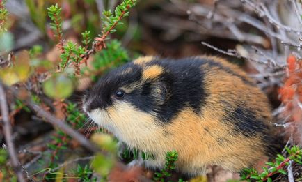 Lemming de animale (50 fotografii) în care zonă trăiește rozătoarele, unde trăiește animalul forestier