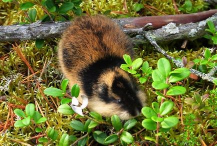 Lemming de animale (50 fotografii) în care zonă trăiește rozătoarele, unde trăiește animalul forestier