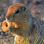 Lemming de animale (50 fotografii) în care zonă trăiește rozătoarele, unde trăiește animalul forestier