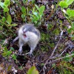 Lemming de animale (50 fotografii) în care zonă trăiește rozătoarele, unde trăiește animalul forestier
