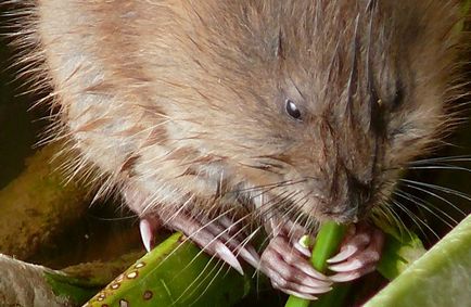 Lemming de animale (50 fotografii) în care zonă trăiește rozătoarele, unde trăiește animalul forestier