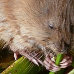 Lemming de animale (50 fotografii) în care zonă trăiește rozătoarele, unde trăiește animalul forestier