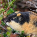 Lemming de animale (50 fotografii) în care zonă trăiește rozătoarele, unde trăiește animalul forestier