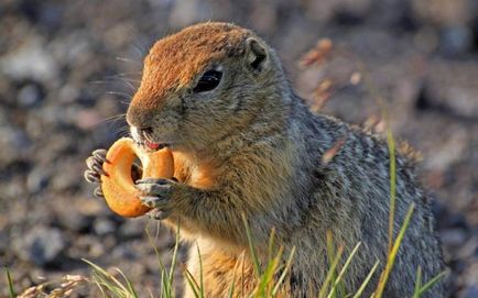 Lemming de animale (50 fotografii) în care zonă trăiește rozătoarele, unde trăiește animalul forestier