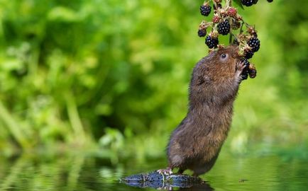 Lemming de animale (50 fotografii) în care zonă trăiește rozătoarele, unde trăiește animalul forestier