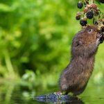 Lemming de animale (50 fotografii) în care zonă trăiește rozătoarele, unde trăiește animalul forestier