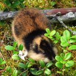 Lemming de animale (50 fotografii) în care zonă trăiește rozătoarele, unde trăiește animalul forestier