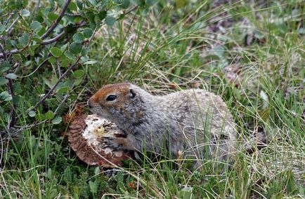 Lemming de animale (50 fotografii) în care zonă trăiește rozătoarele, unde trăiește animalul forestier