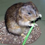 Lemming de animale (50 fotografii) în care zonă trăiește rozătoarele, unde trăiește animalul forestier