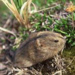 Lemming de animale (50 fotografii) în care zonă trăiește rozătoarele, unde trăiește animalul forestier