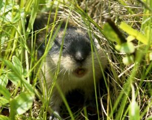 Lemming de animale (50 fotografii) în care zonă trăiește rozătoarele, unde trăiește animalul forestier