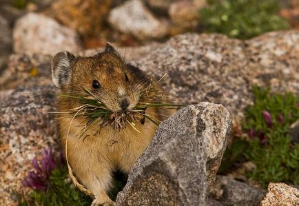 Lemming de animale (50 fotografii) în care zonă trăiește rozătoarele, unde trăiește animalul forestier