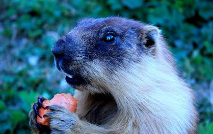 Állati Lemming (50 fotó) egy zónában lakott egy rágcsáló, amely él erdei állatok