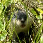 Lemming de animale (50 fotografii) în care zonă trăiește rozătoarele, unde trăiește animalul forestier