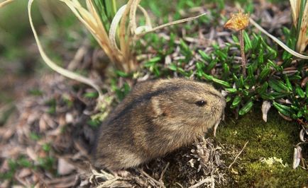 Lemming de animale (50 fotografii) în care zonă trăiește rozătoarele, unde trăiește animalul forestier