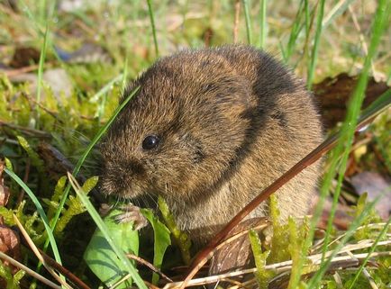 Lemming de animale (50 fotografii) în care zonă trăiește rozătoarele, unde trăiește animalul forestier