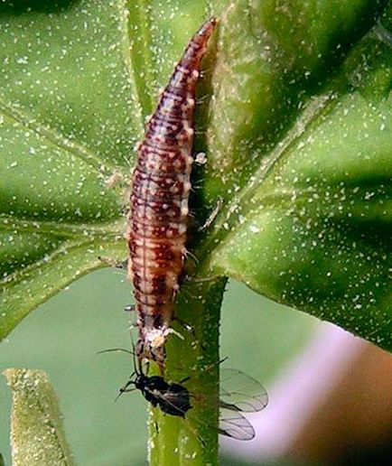 Lavanda cu ochi de aur