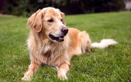 Golden Retriever (Arany) tenyészteni leírás, egészségügyi és ellátási