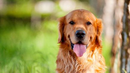 Golden Retriever (Arany) tenyészteni leírás, egészségügyi és ellátási