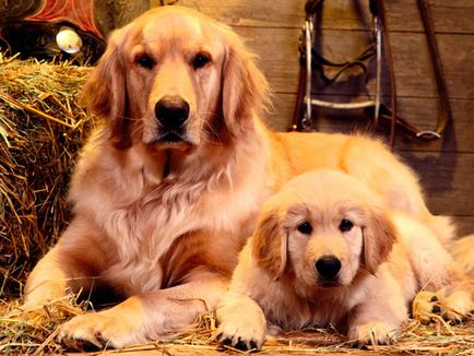 Golden Retriever (Arany) tenyészteni leírás, egészségügyi és ellátási