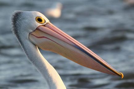 10 Fapte despre pelicani sunt interesante!