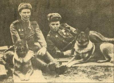 10 Відомих собак другої світової війни, розважальний портал