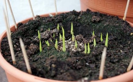 10 Cele mai frecvente întrebări despre tubercul callas (plantare, îngrijire, depozitare) în grădina de flori ()