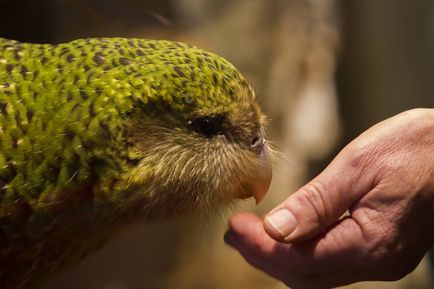 10 Speciile celor mai mari papagali - o lume uimitoare a animalelor