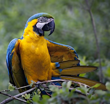10 féle legnagyobb papagájok - a csodálatos világ az állatok