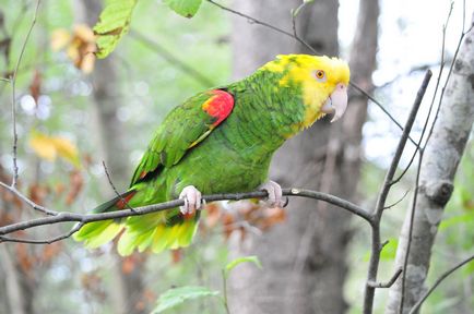 10 Speciile celor mai mari papagali - o lume uimitoare a animalelor