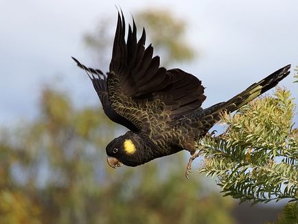 10 Видів найбільших папуг - дивовижний світ тварин