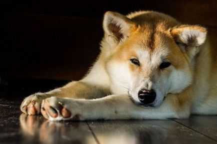 20 legdrágább kutyafajták