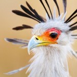 24 Interesante despre pelicani