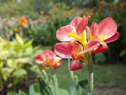 3 Способу вирощування канн у відкритому грунті, квіти в саду (садиба)