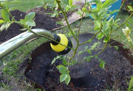 5 Erori în cultivarea afinelor care vă lipsesc de recoltare, în grădină ()