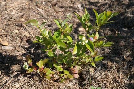 5 Erori în cultivarea afinelor care vă lipsesc de recoltare, în grădină ()