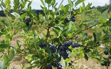 5 Erori în cultivarea afinelor care vă lipsesc de recoltare, în grădină ()