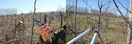 Rendelet 8. vágás körte (körte) 8 körte termés szabályzat