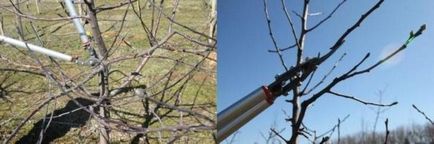 8 körte (szabályok) bekezdése metszés 8 körte termés szabályzat