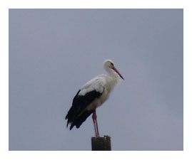 Storks a sosit, ciocănitoare