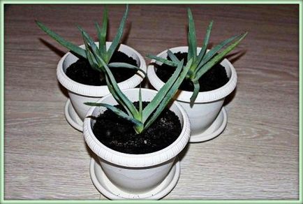 Aloe vera (aloe)