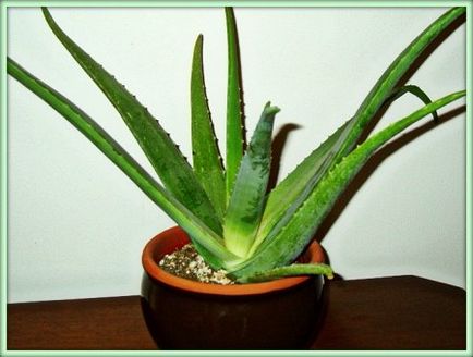 Aloe vera (aloe)