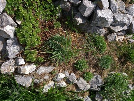 Alpesi hegyek a ház - Kertészet terület