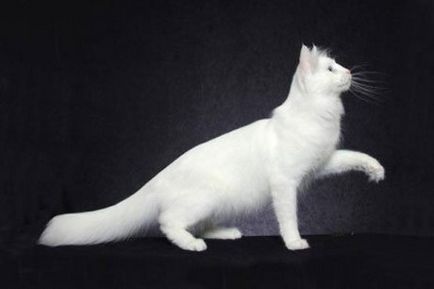 Ангорська кішка (ангорка) - опис породи кішки, фото, продаж кішок і котів, харчування і догляд,