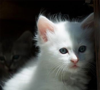 Angóra macska (angóra) - leírása a macska fajták, fotó, eladó kutyák és a macskák, a táplálkozás és a gondozás,